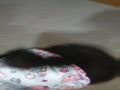 ミミの耳保護犬 夏月ちゃんのひとり遊び ミミの耳保護犬 夏月ちゃんのひとり遊び